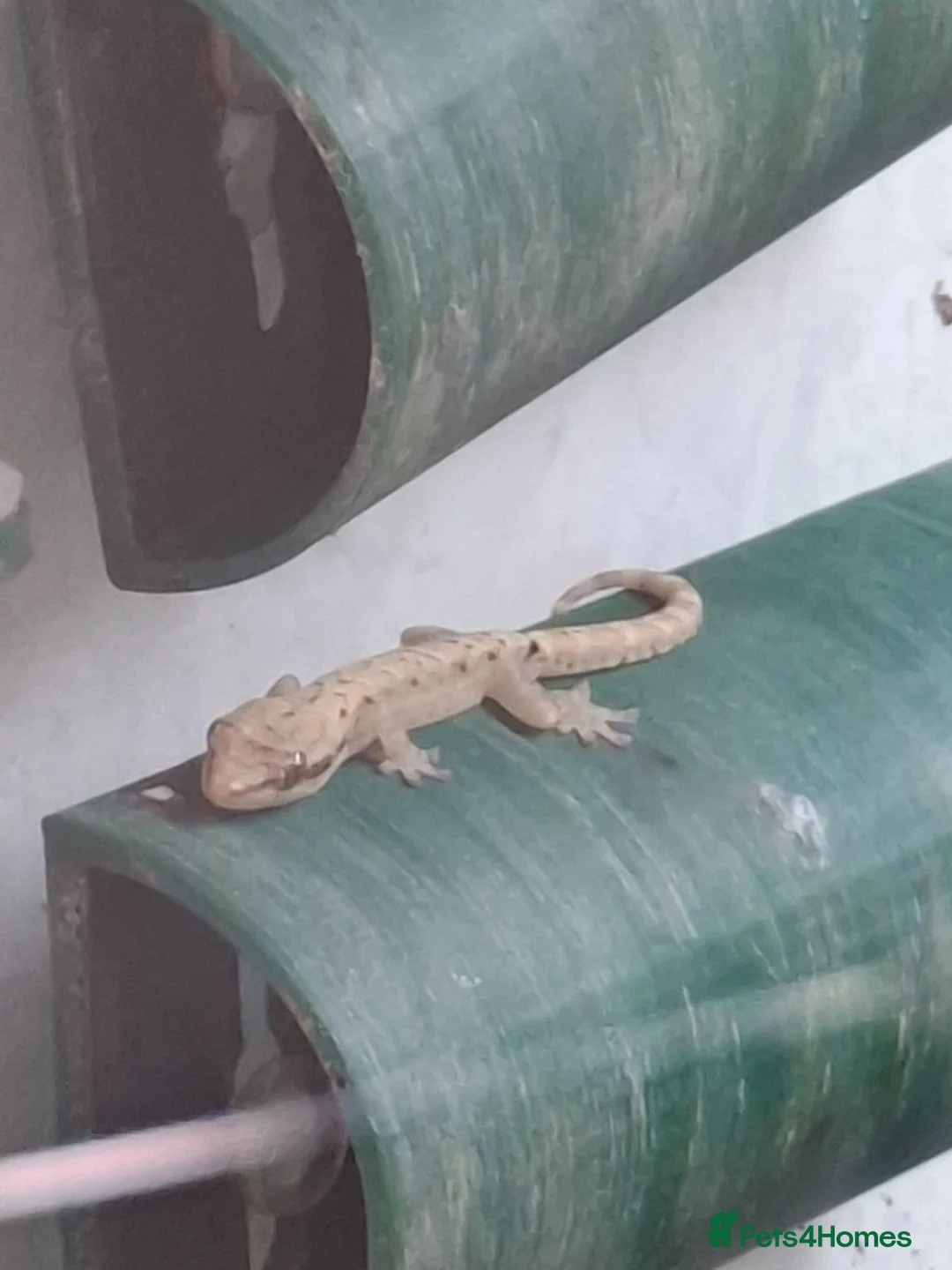 Gecko reptiles for sale: Baby Mourning geckos, all sizes - Advert 2
