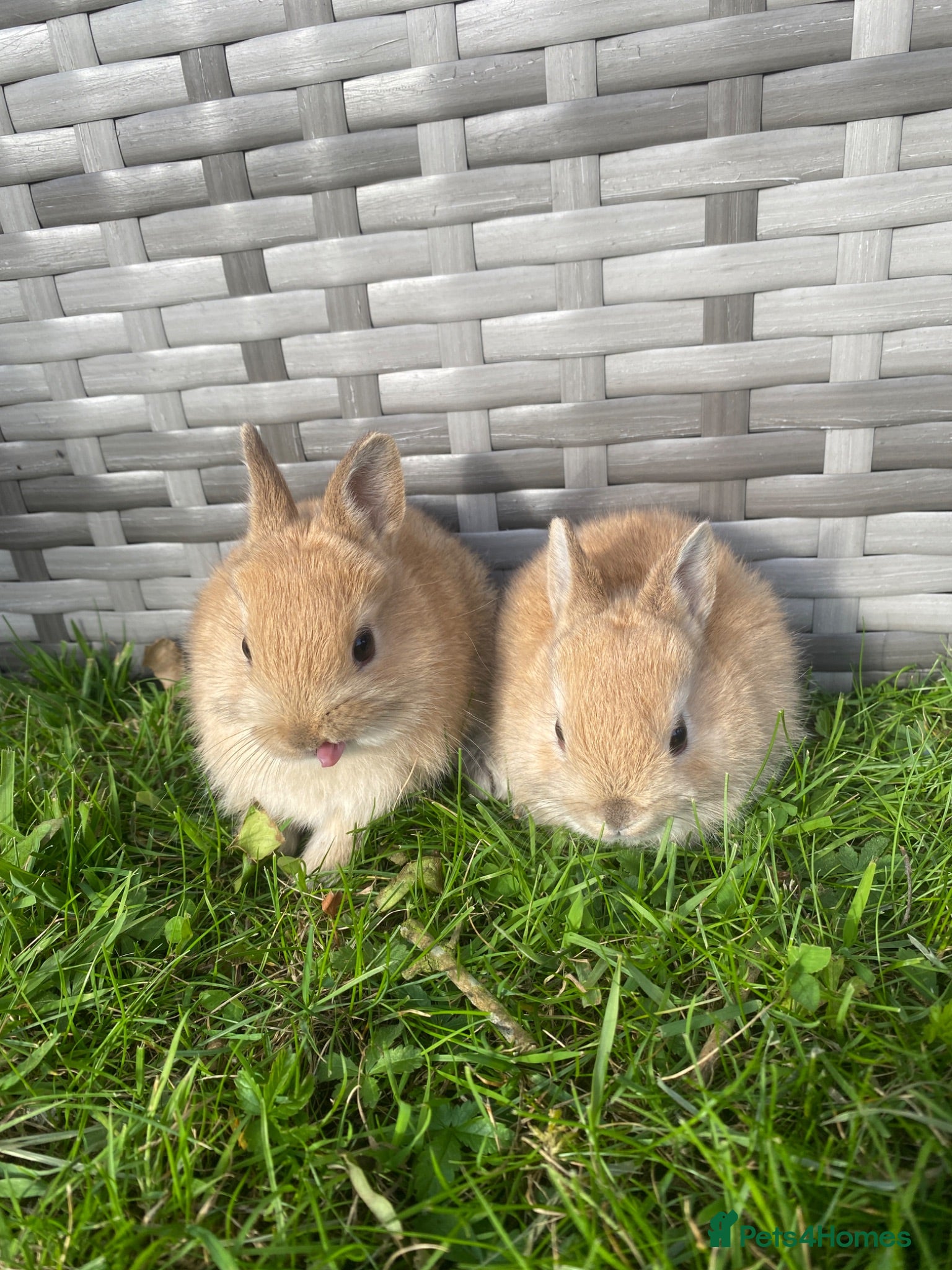 Netherland Dwarf rabbits Purebred Netherland Dwarf - Advert 1