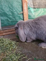 Mini Lop rabbits Spayed and neutered rabbits for adoption - Advert 8