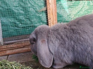 Mini Lop rabbits Spayed and neutered rabbits for adoption Vac rhd2 - Advert 5
