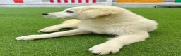 Golden Retriever dogs for sale: Advanced trained golden retriever  - Advert 4
