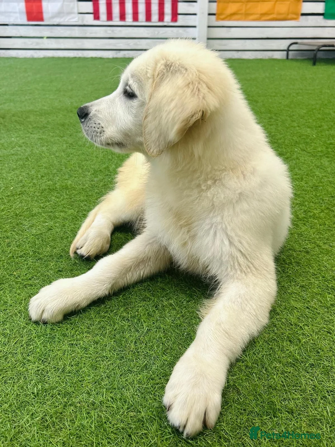 Golden Retriever dogs for sale: Advanced trained golden retriever  - Advert 4