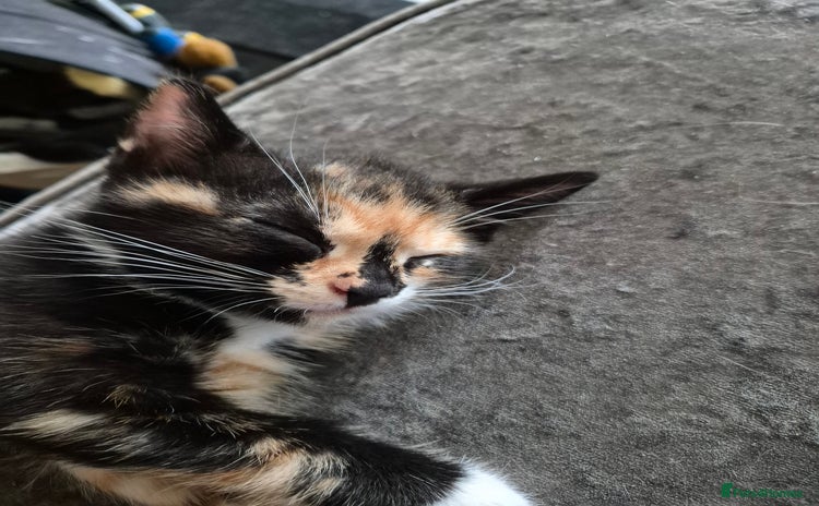 Mixed Breed cats - Advert 15