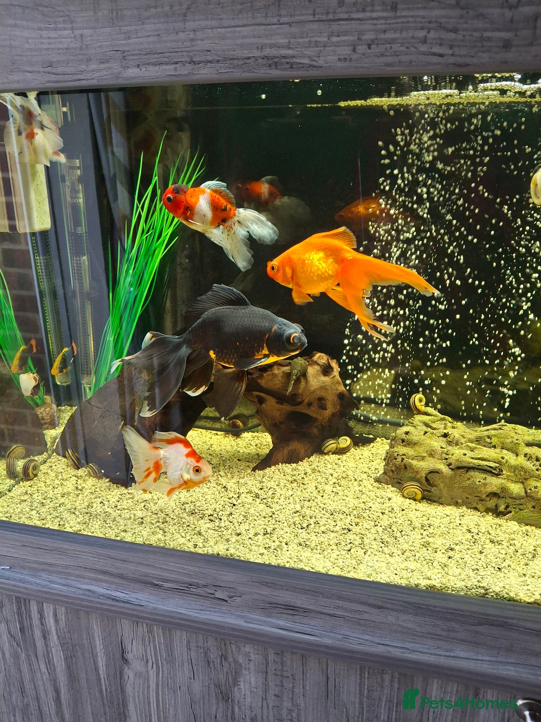 Fancy Goldfish fish for sale: Fancy Goldfish  - Image 8