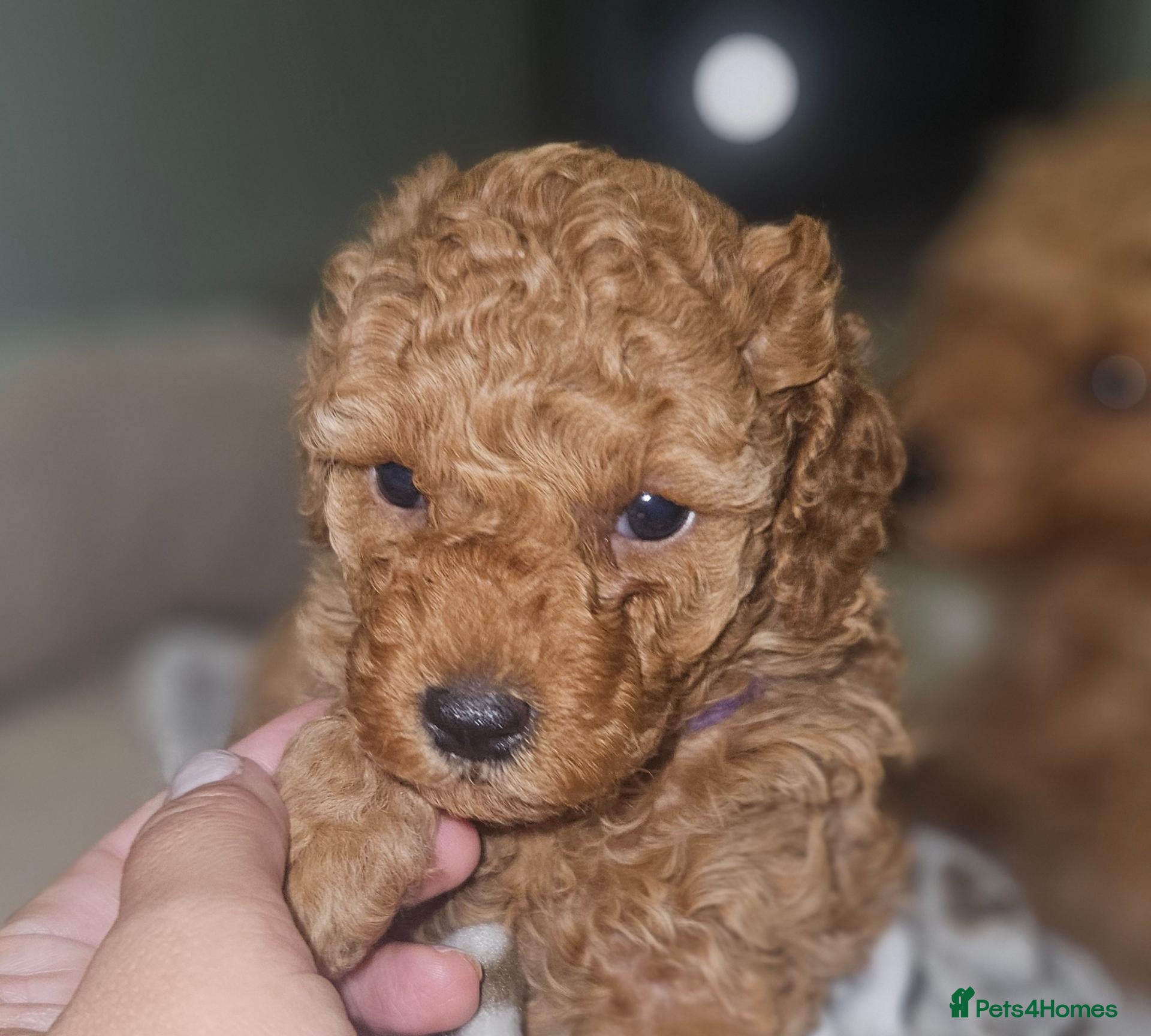 Toy Poodle dogs Licensed breeder, 1 girl kc fox red toy poodle - Advert 1
