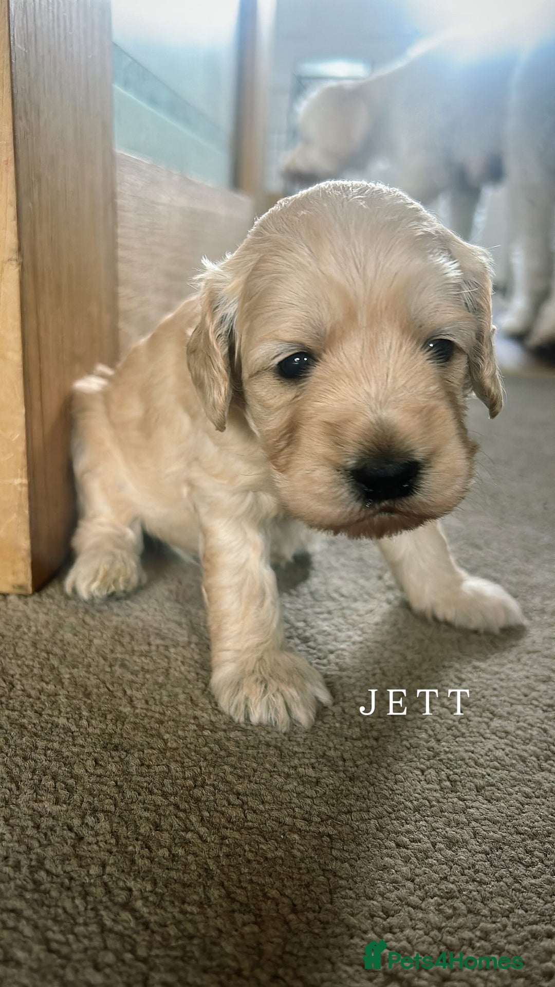 Mixed Breed dogs for sale: Gorgeous Double Doodle Puppies in Stourbridge - Image 19