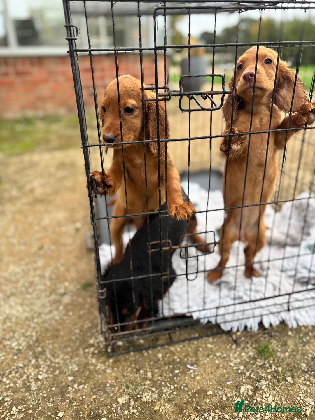 Cocker Spaniel dogs for sale: Working cocker spaniel - champion bloodlines  - Image 14