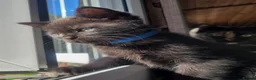 Mixed Breed cats for sale: Stunning Part Siamese Kittens. in Wrexham - Advert 9