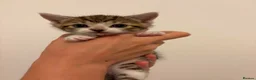 Domestic Shorthair cats for adoption: Adorable Kittens Looking for Their Forever Homes  - Advert 2