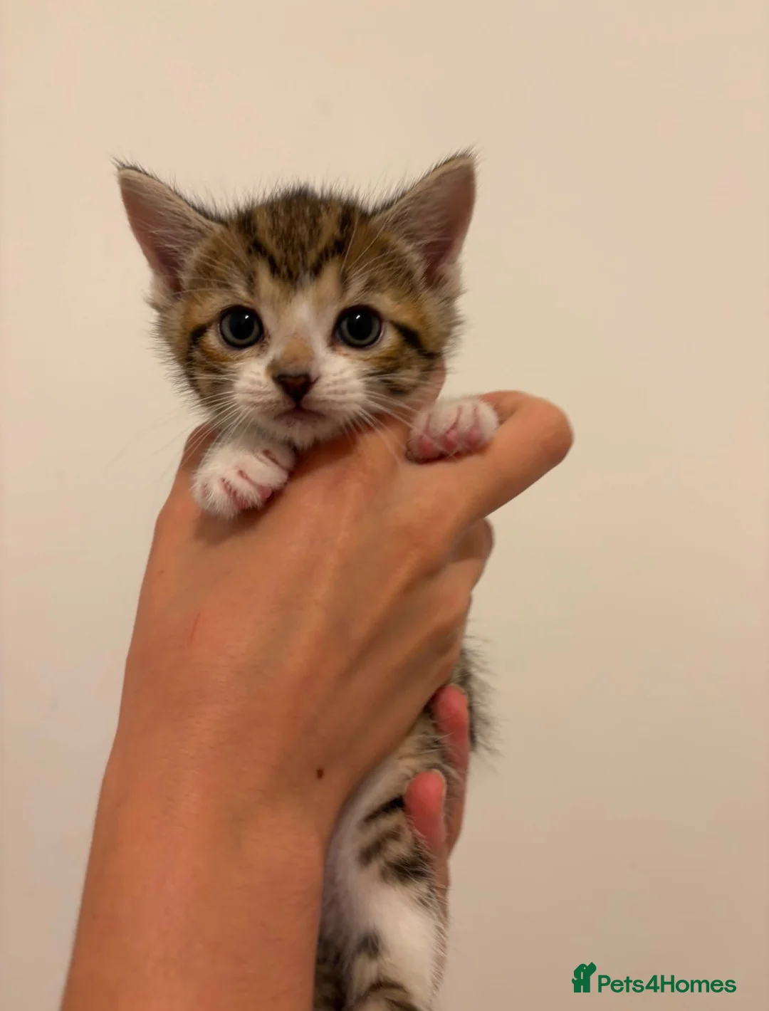 Domestic Shorthair cats for adoption: Adorable Kittens Looking for Their Forever Homes  - Advert 2