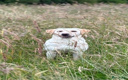 Labrador Retriever dogs for sale: KC Health Tested Fox Red Labrador pups  - Image 13