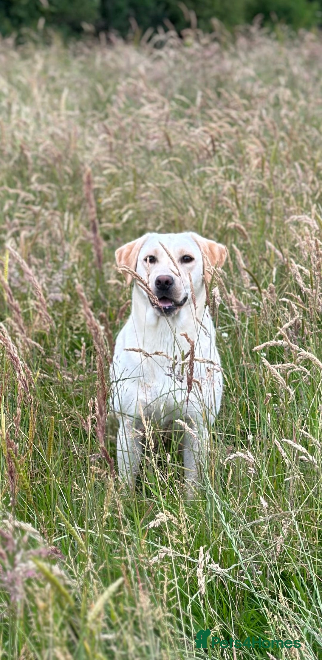 Labrador Retriever dogs for sale: KC Health Tested Fox Red Labrador pups  - Image 13