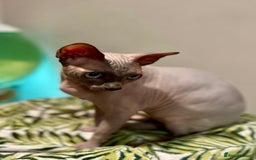 Sphynx cats for sale: Beautiful BOY - Advert 4