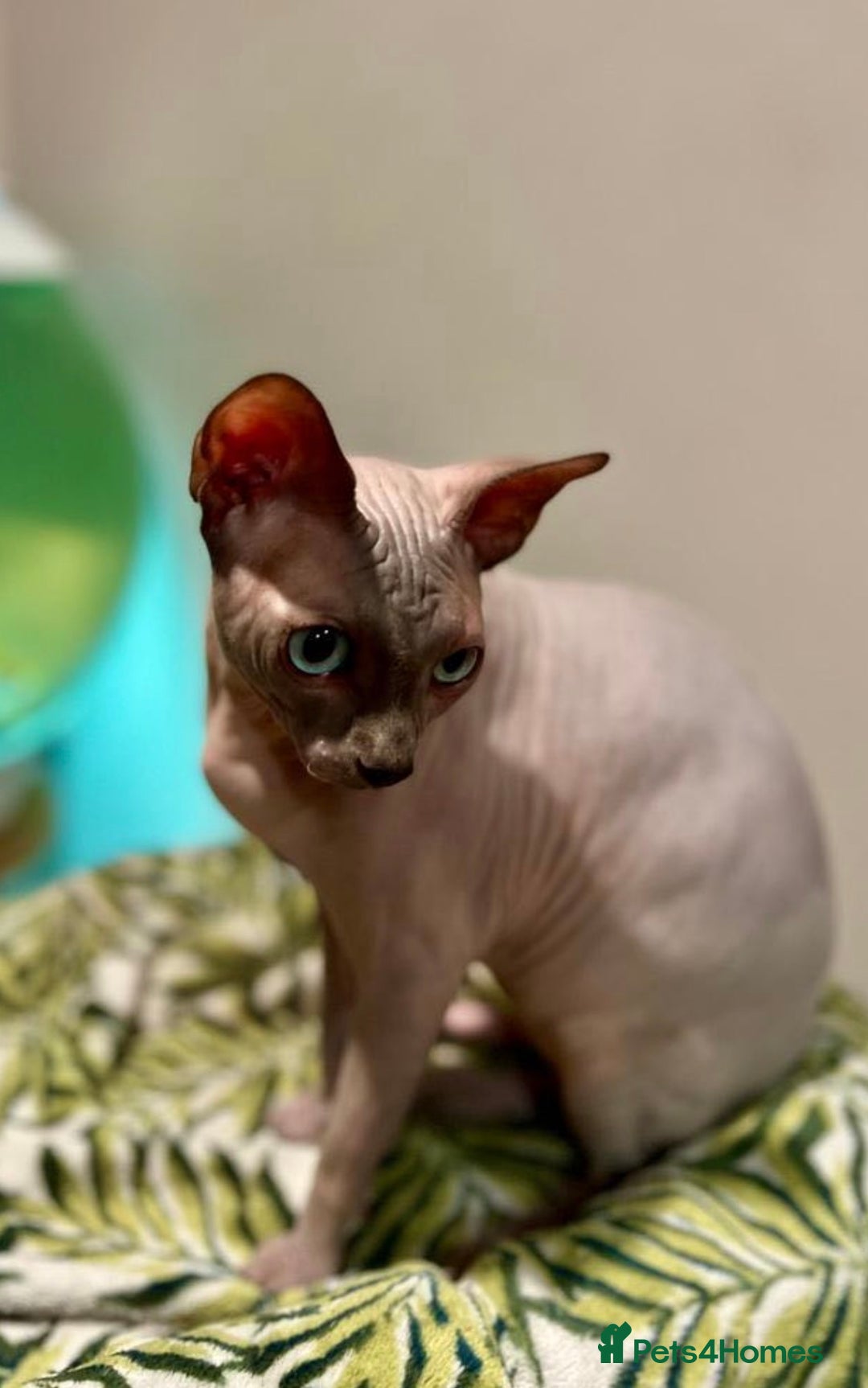 Sphynx cats for sale: Beautiful BOY - Advert 4