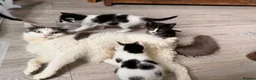 Mixed Breed cats for sale: 5 beautiful playful kittens  - Advert 1