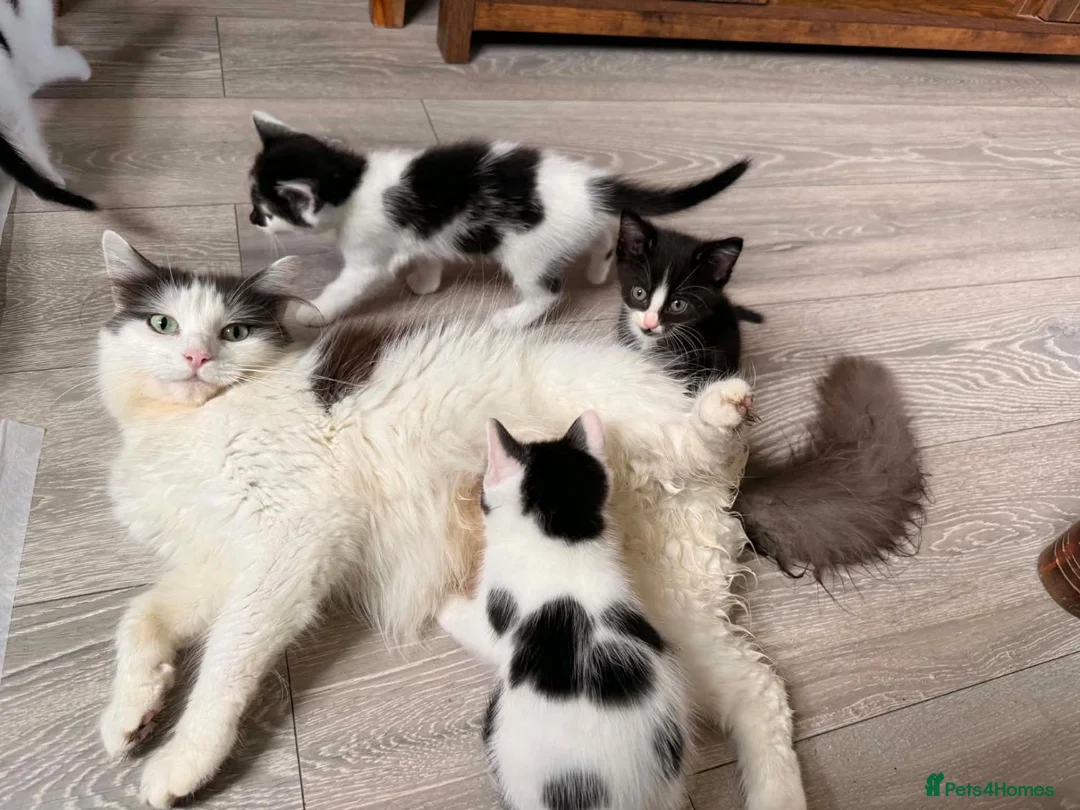 Mixed Breed cats for sale: 5 beautiful playful kittens  - Advert 1