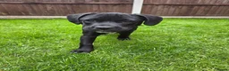 Mixed Breed dogs for sale: Luna Little Legs 6 months  - Advert 7