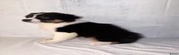 Australian Shepherd dogs for sale: Australian Shepherd Puppies  - Advert 23