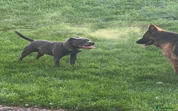 Staffordshire Bull Terrier dogs for stud: **Reggie health checked Champion bloodline** - Image 2