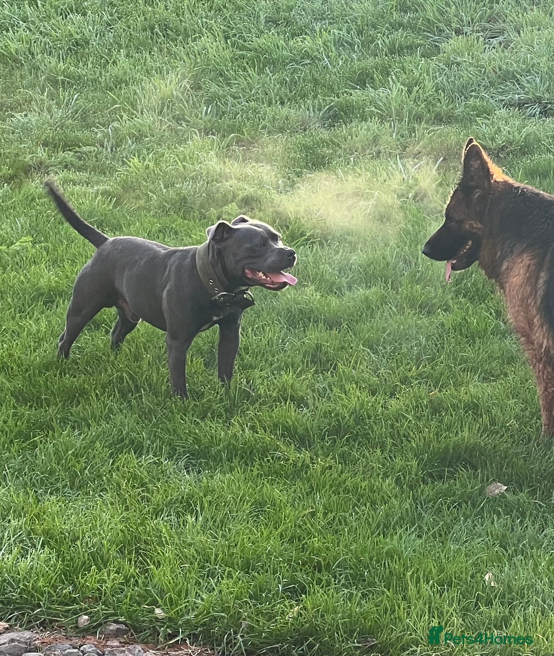 Staffordshire Bull Terrier dogs for stud: **Reggie health checked Champion bloodline** - Image 2