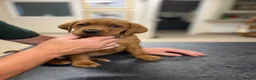 Labrador Retriever dogs for sale: Fully Health Tested, Outstanding Dark Red Puppies - Advert 12