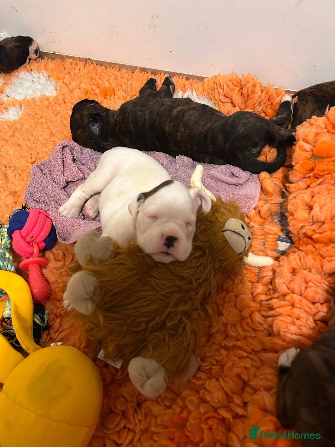 Boxer dogs for sale: Gorgeous well bred Boxer puppies - Advert 2