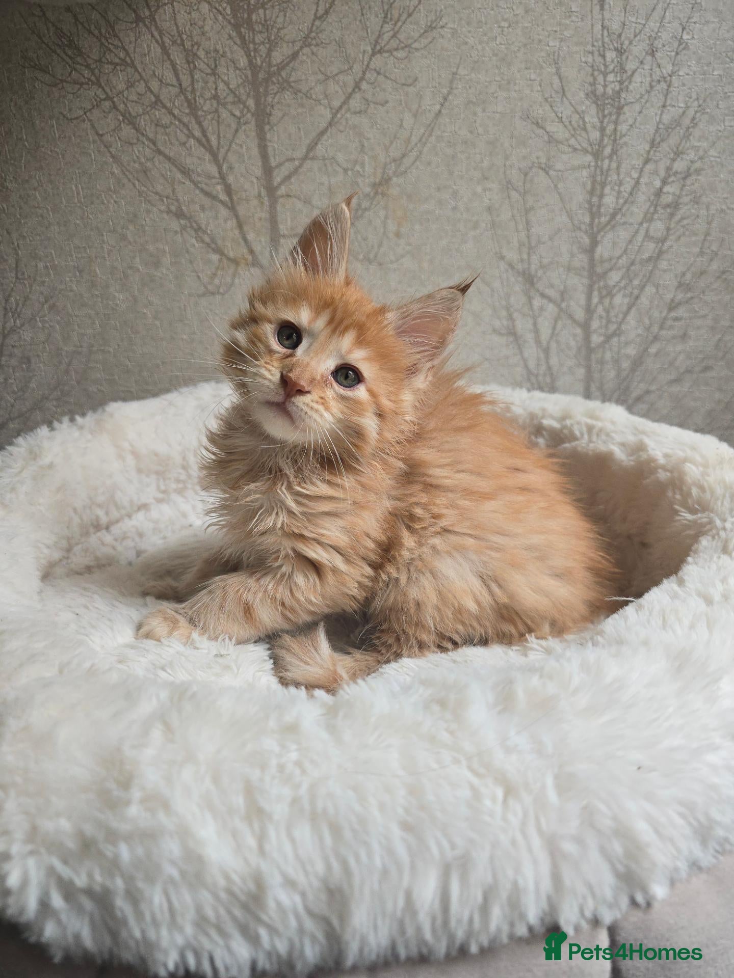 Maine Coon cats Red Maine Coon Chunky Large TICA Kittens - Advert 2
