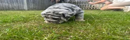 English Bulldog dogs for sale: Top Quality English Bulldog Pups Not Your Usual  in Colchester - Advert 35