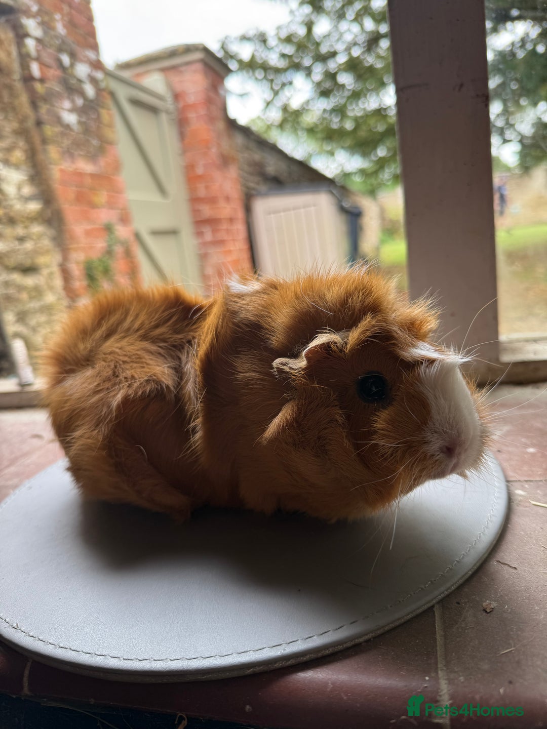Guinea Pig rodents for sale: 3 sows looking for new 🏡 - Image 8