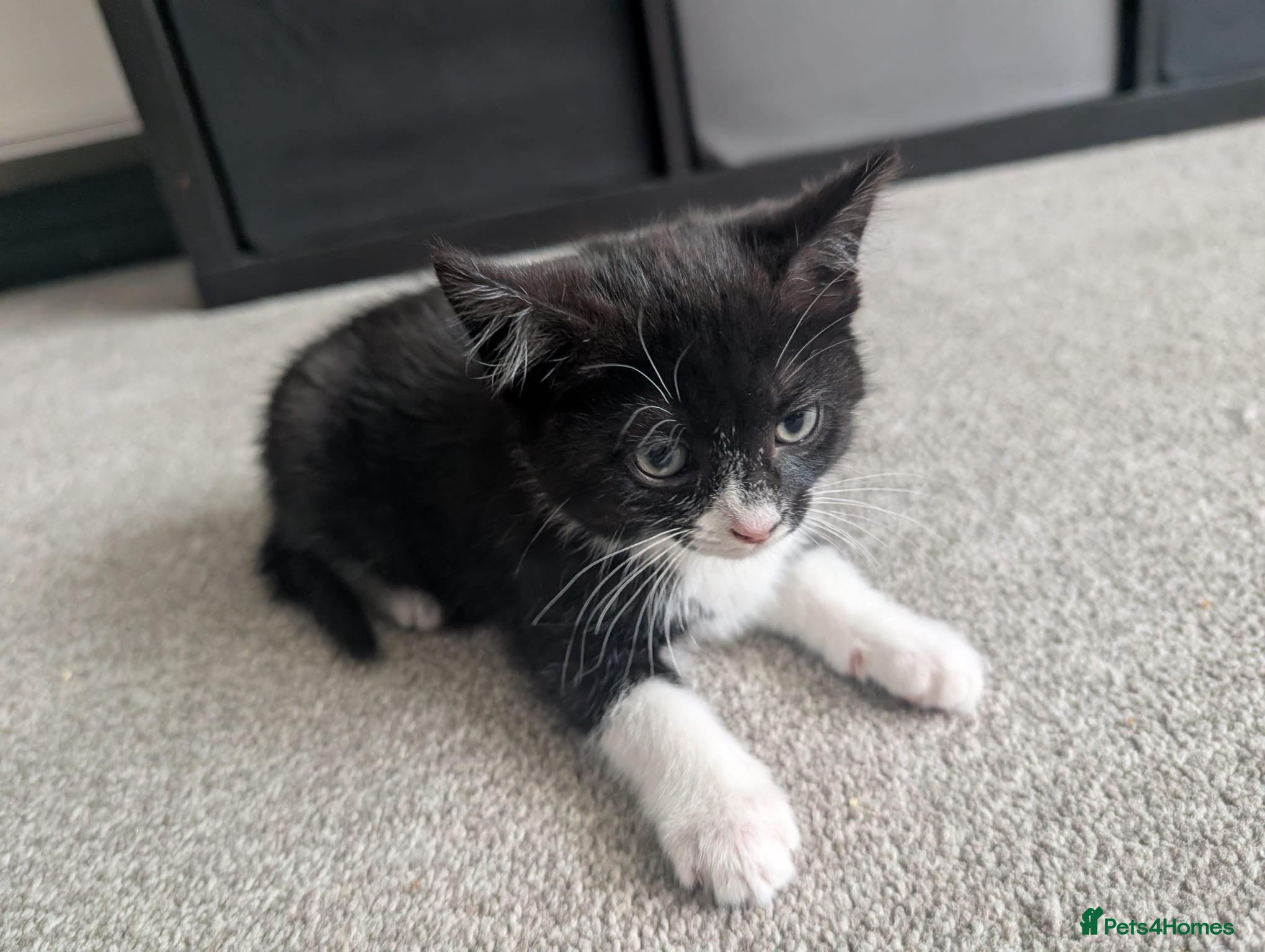 Mixed Breed cats 2 litters - Scottish straight and tortoiseshell🐈 - Advert 2