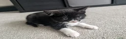Mixed Breed cats for sale: Scottish straight, turquoise shell adorable 🥰  - Advert 20