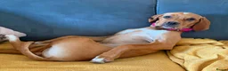 Pointer dogs for sale: Portuguese Pointer 7.5 months old for sale  - Advert 3