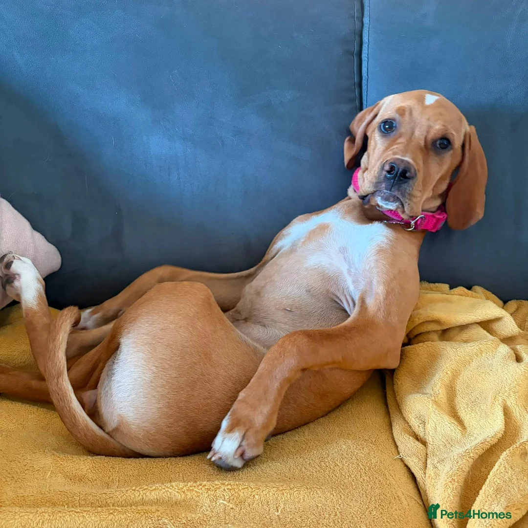 Pointer dogs for sale: Portuguese Pointer 7.5 months old for sale  - Advert 3