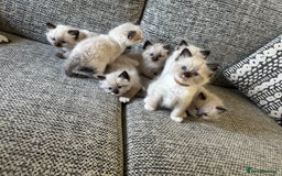 Ragdoll cats for sale:  ragdoll kittens  - Image 1