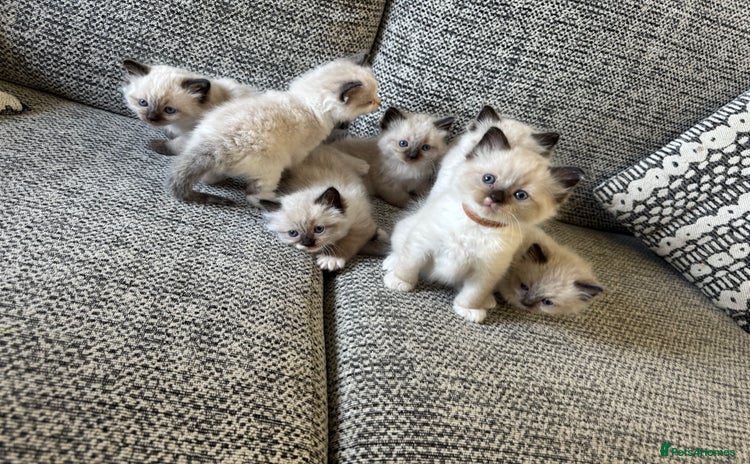 Ragdoll cats - Advert 3