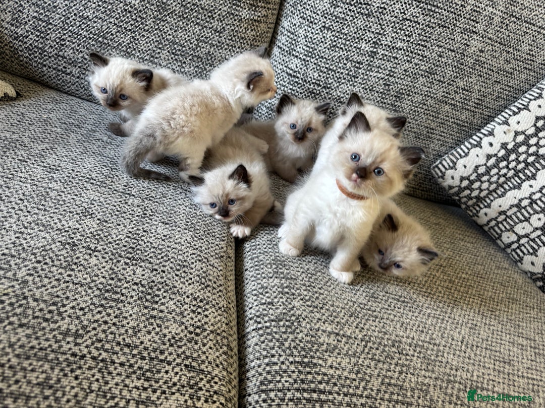 Ragdoll cats for sale:  ragdoll kittens  - Image 1