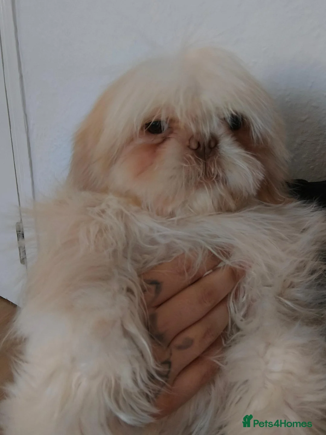 Shih Tzu dogs for sale: 4 months shih tzu baby - Advert 4
