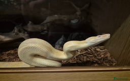 Boa Snake reptiles for sale: Sharp albino boa constrictor male - Image 3