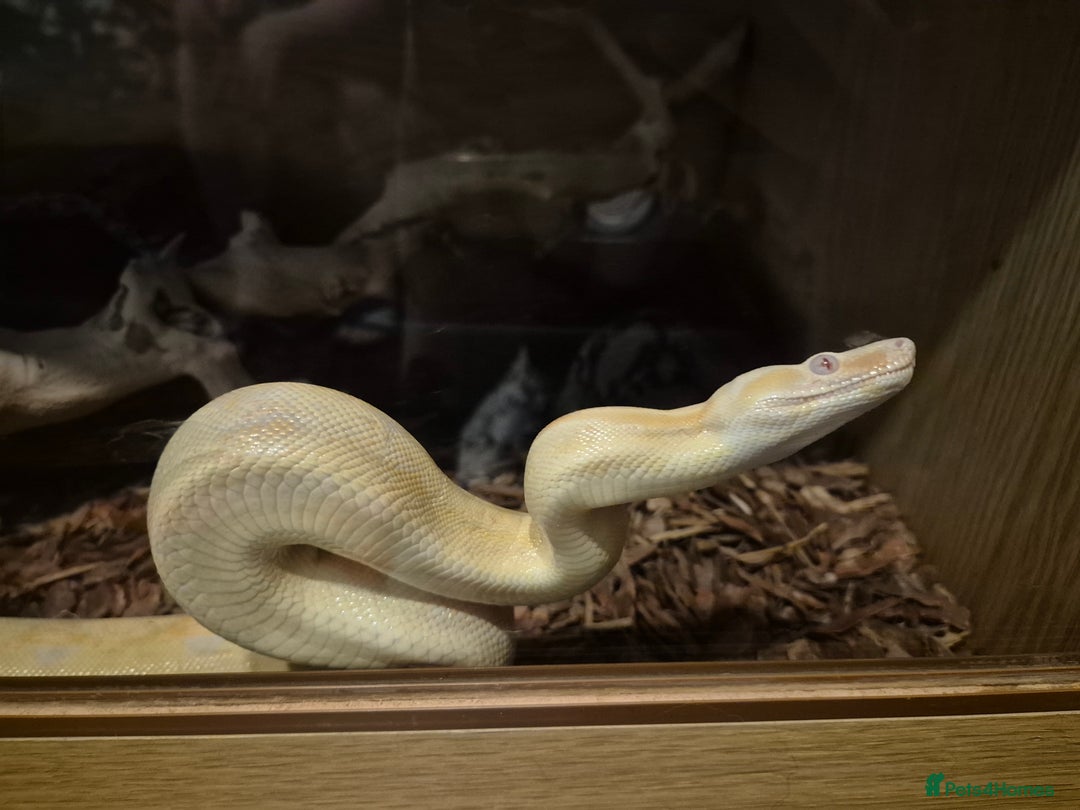 Boa Snake reptiles for sale: Sharp albino boa constrictor male - Image 3