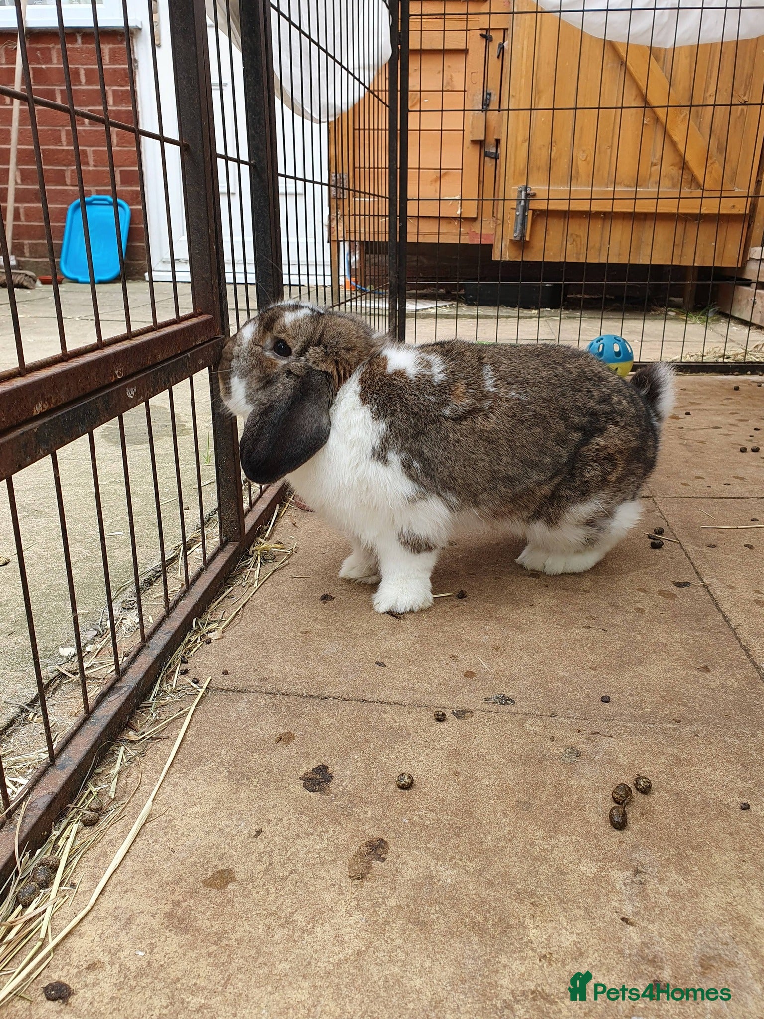 Mini Lop rabbits for sale: Spayed/neutered rabbits for adoption Vac rhd2 - Advert 3