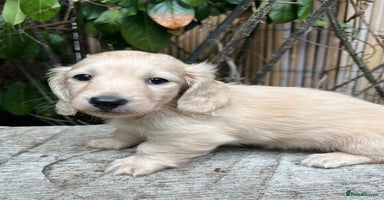 Miniature Dachshund dogs - Advert 5