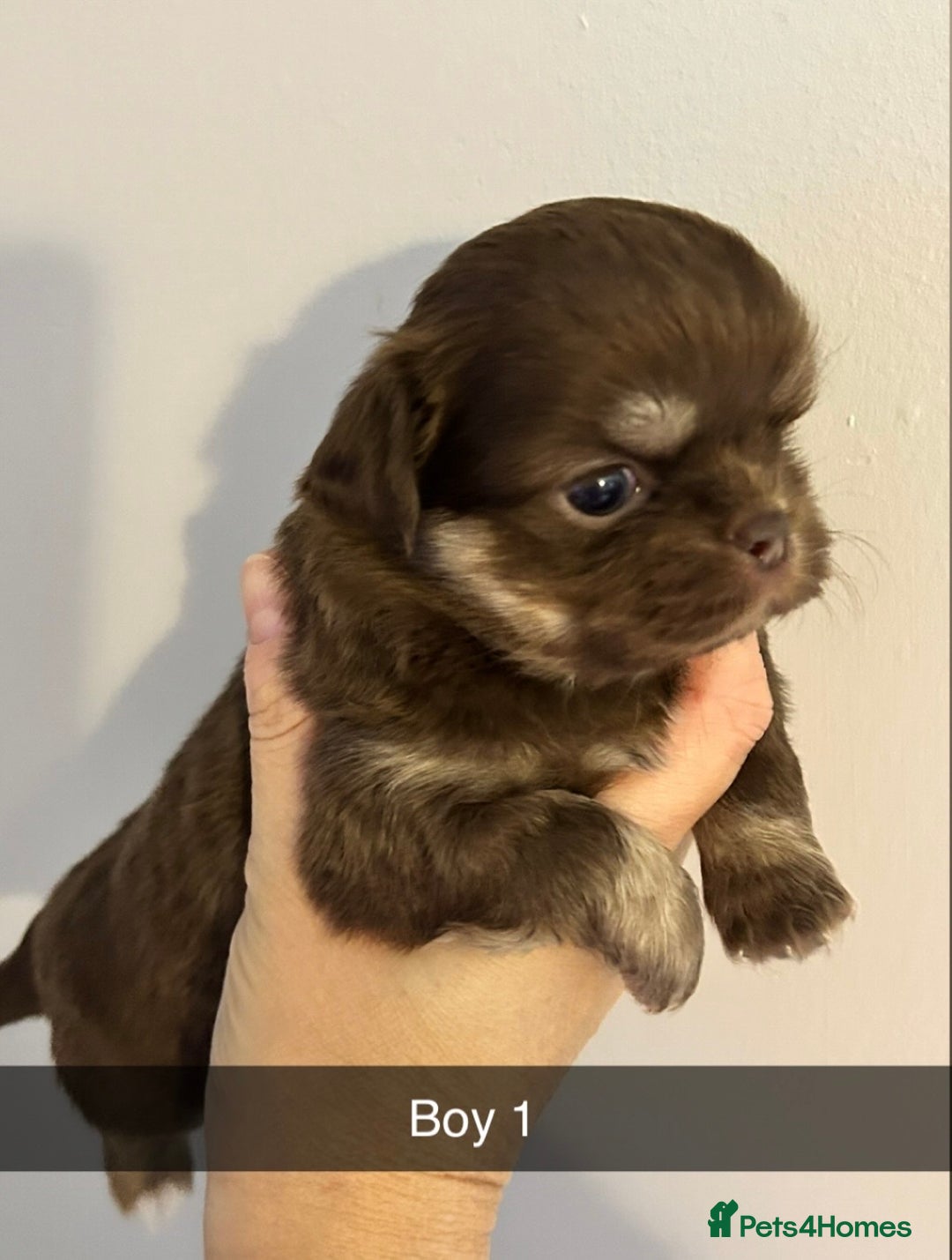 Chihuahua dogs for sale: KC LONG COAT CHIHUAHUAS  - Advert 10