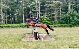 Irish Sports horses for sale: UNCOMPLICATED happy hacker / seasoned hunter  - Image 7