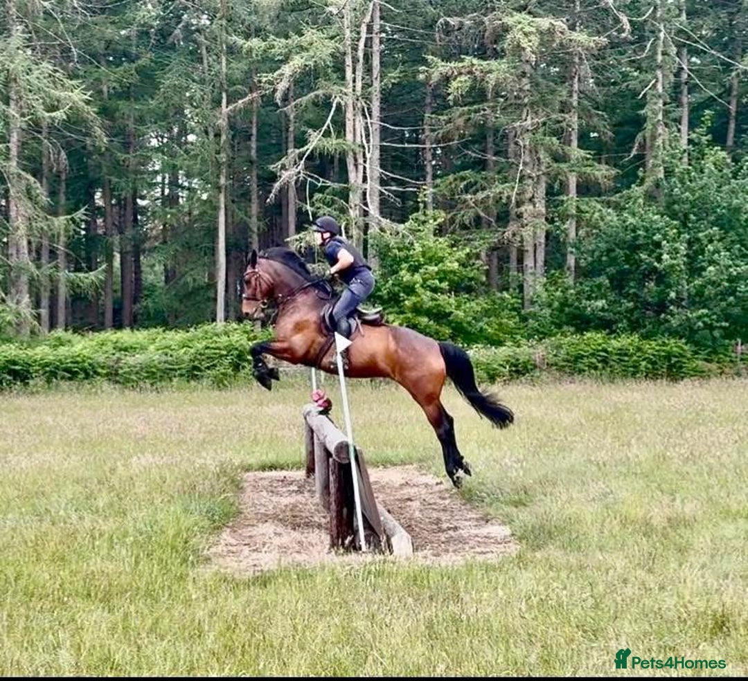 Irish Sports horses for sale: UNCOMPLICATED happy hacker / seasoned hunter  - Image 7