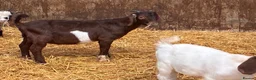 Goats livestock for sale: Castrated male Pygmy goat & intact Boer billy goat - Advert 6