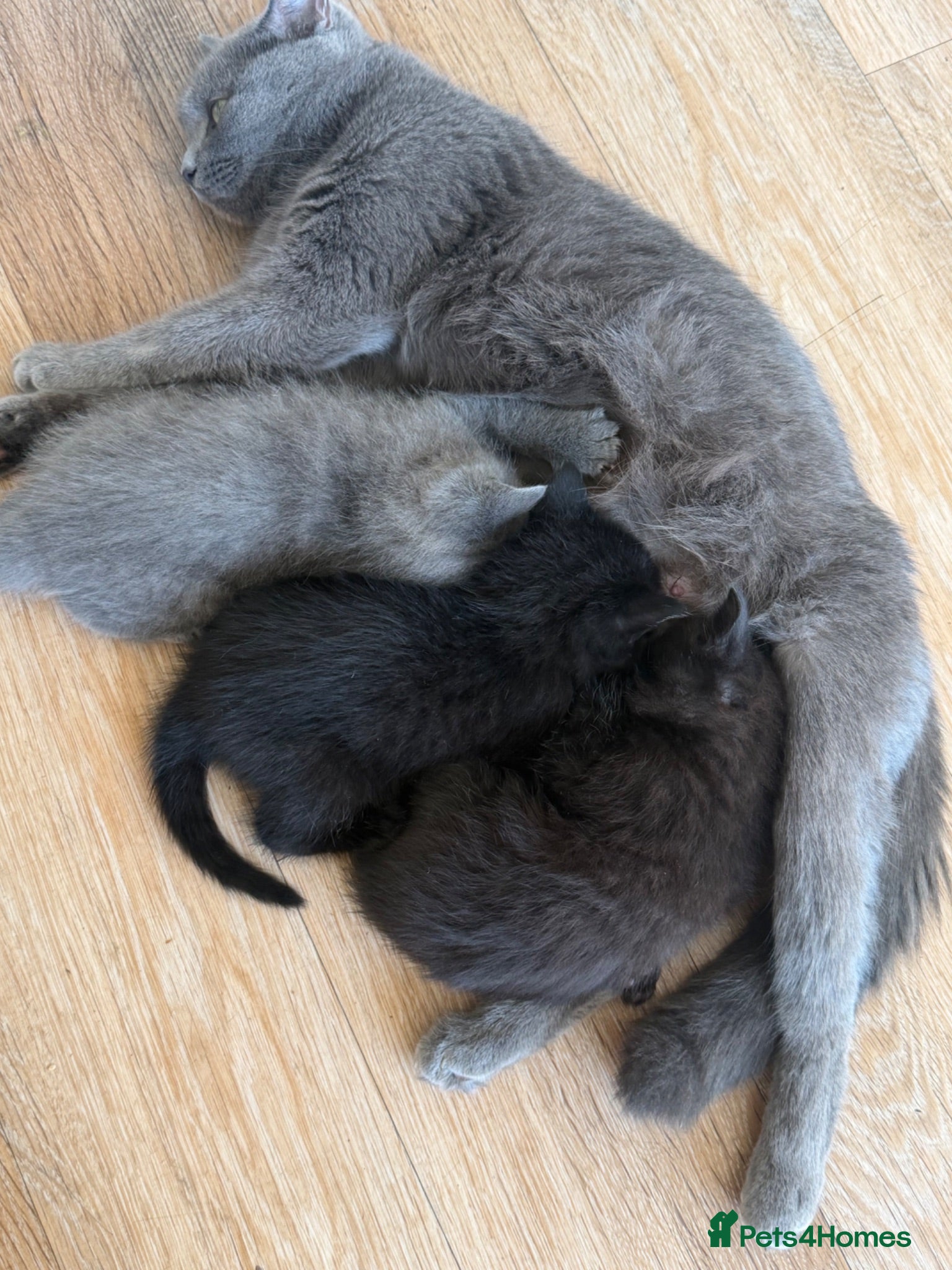 Mixed Breed cats Black Kittens Ready For Their Forever Homes - Advert 2