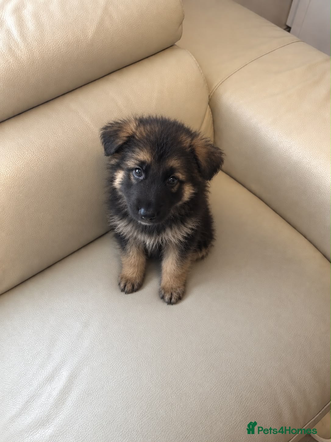 German Shepherd dogs German shepherd puppies  - Advert 13