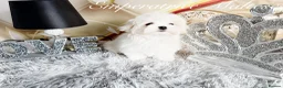 Maltese dogs for sale: Tiny KC Reg. Korean Maltese- CH line show dogs! - Advert 7