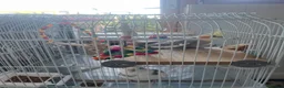 Cockatiels birds for sale: Two lovely breeding cockatiels for sale  - Advert 1