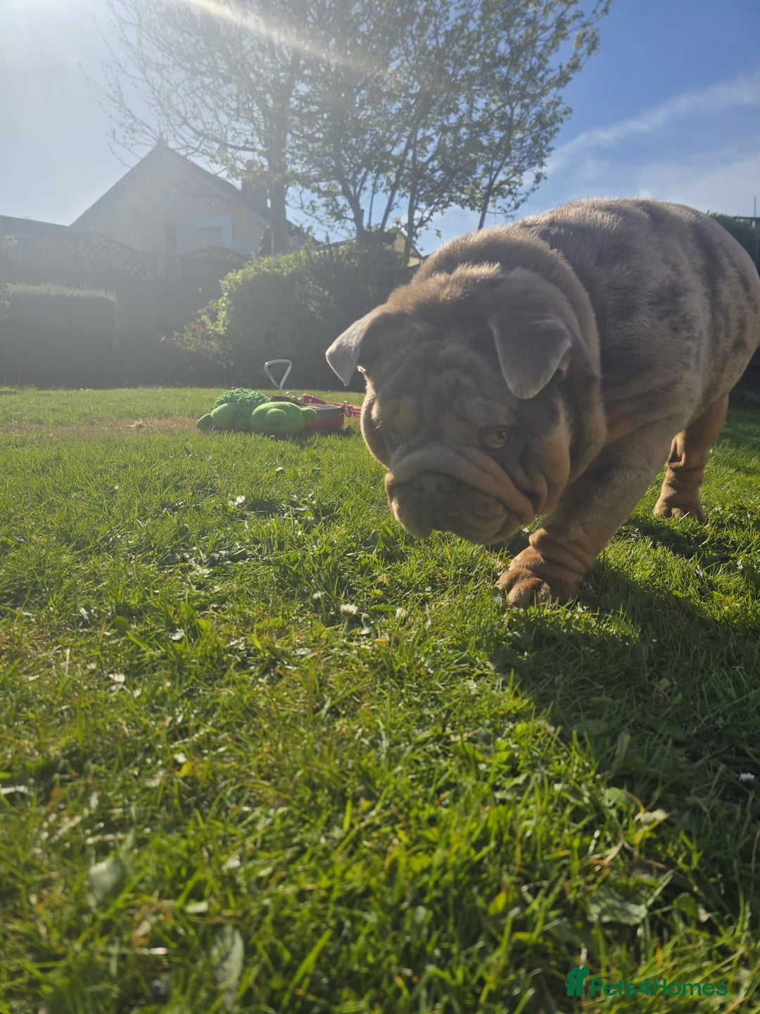 English Bulldog dogs for stud: Lilac merle English Bulldog Stud - Advert 2